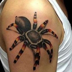 Красивый паук на плече