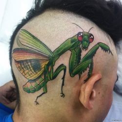 Большой зеленый богомол на голове