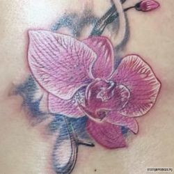 Розовая орхидея  