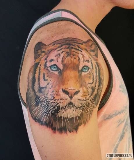 Фотография татуировки под названием «Морда тигра»