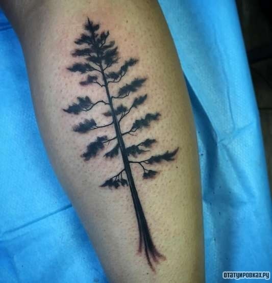 Фотография татуировки под названием «Дерево сосна»