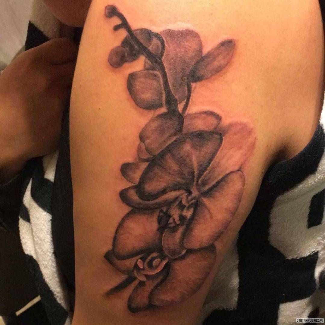 Фотография татуировки под названием «Цветы орхидеи чб»