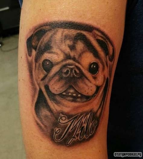 Фотография татуировки под названием «Собака мопс с надписью в память»