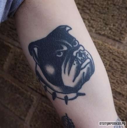 Фотография татуировки под названием «Морда питбуля»