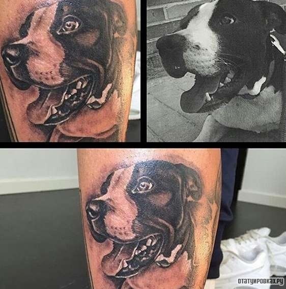 Фотография татуировки под названием «Портрет собаки в память»