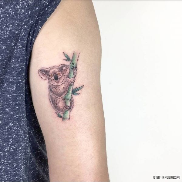 Татуировка коала