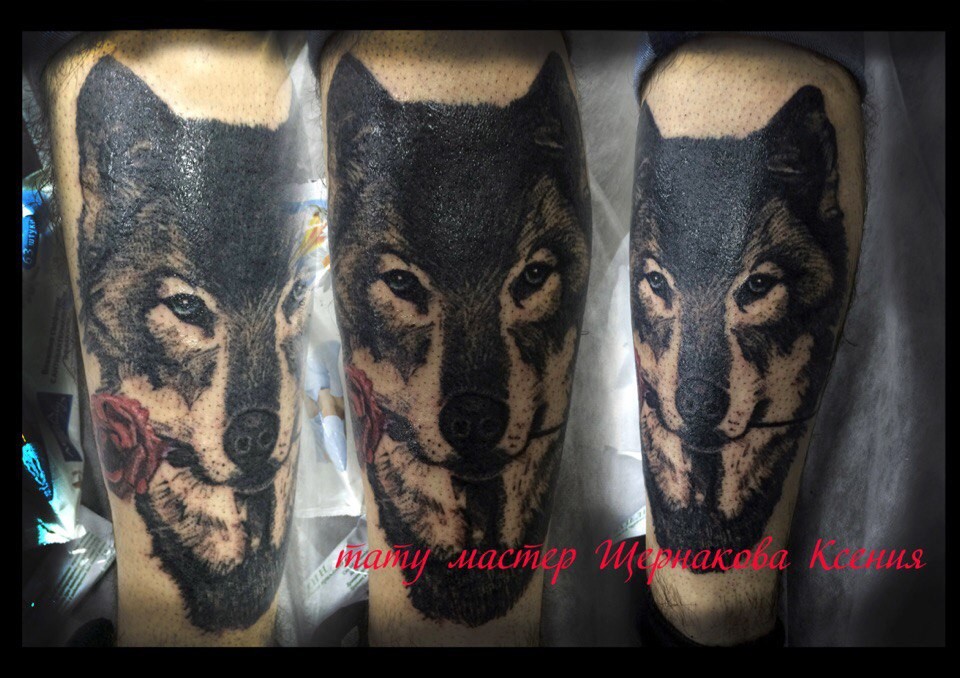 Фотография татуировки под названием «Волк с розой в зубах»