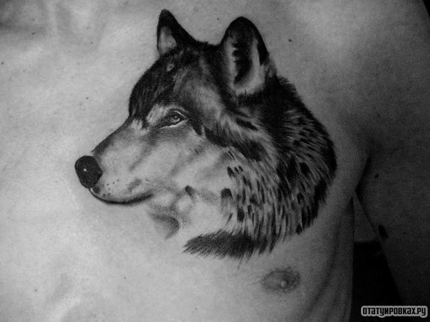 Фотография татуировки под названием «Волк»