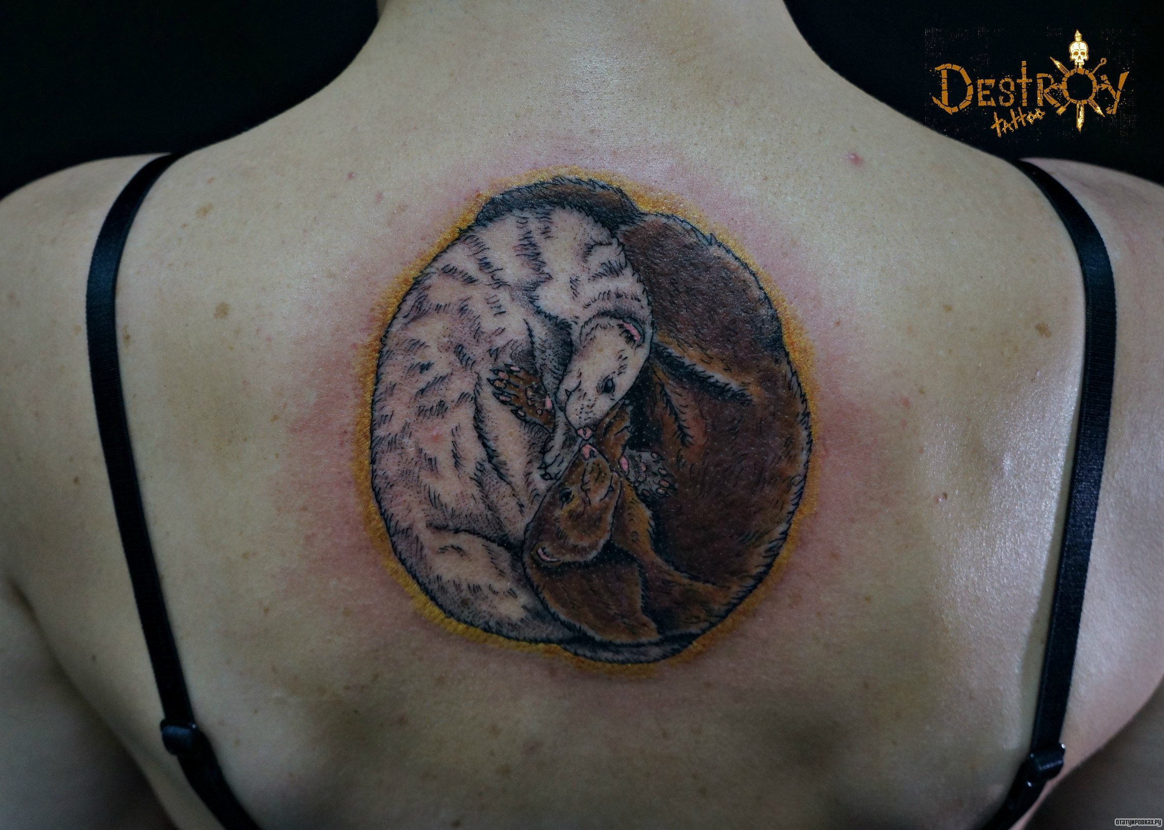 Фотография татуировки под названием «Белый и бурый медведи»