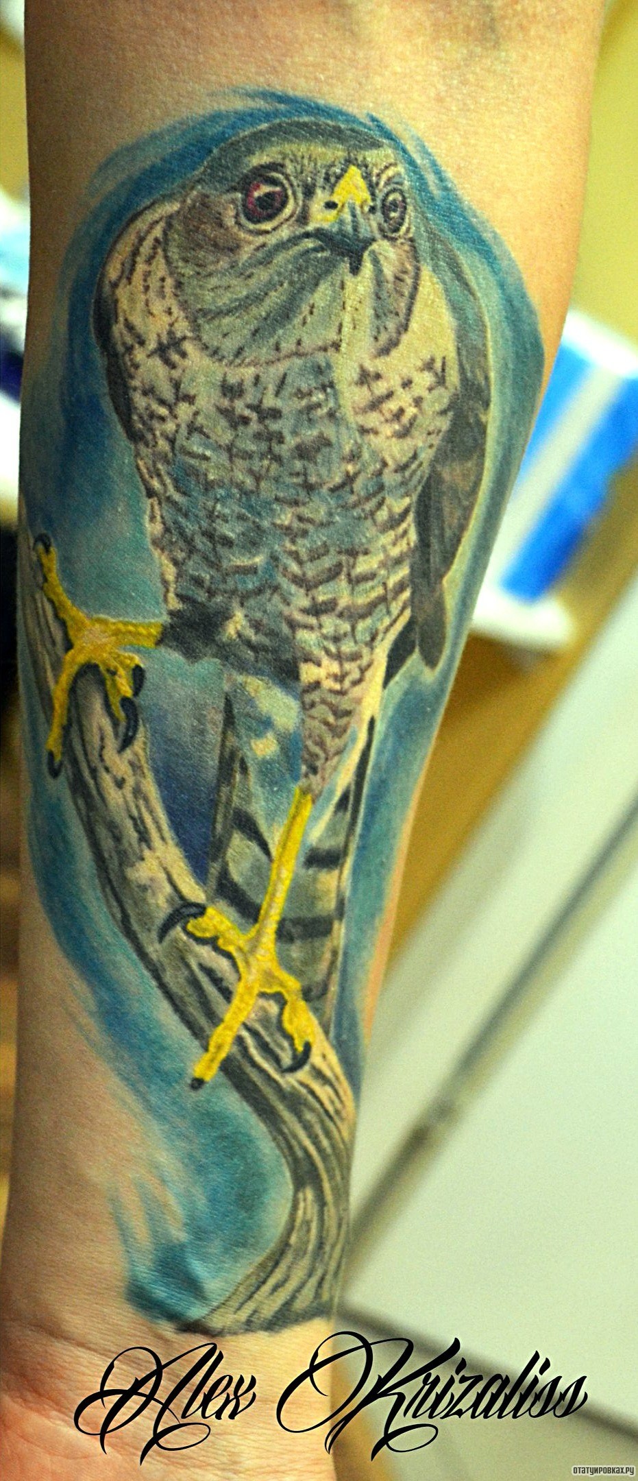 Фотография татуировки под названием «Ястреб на ветке»