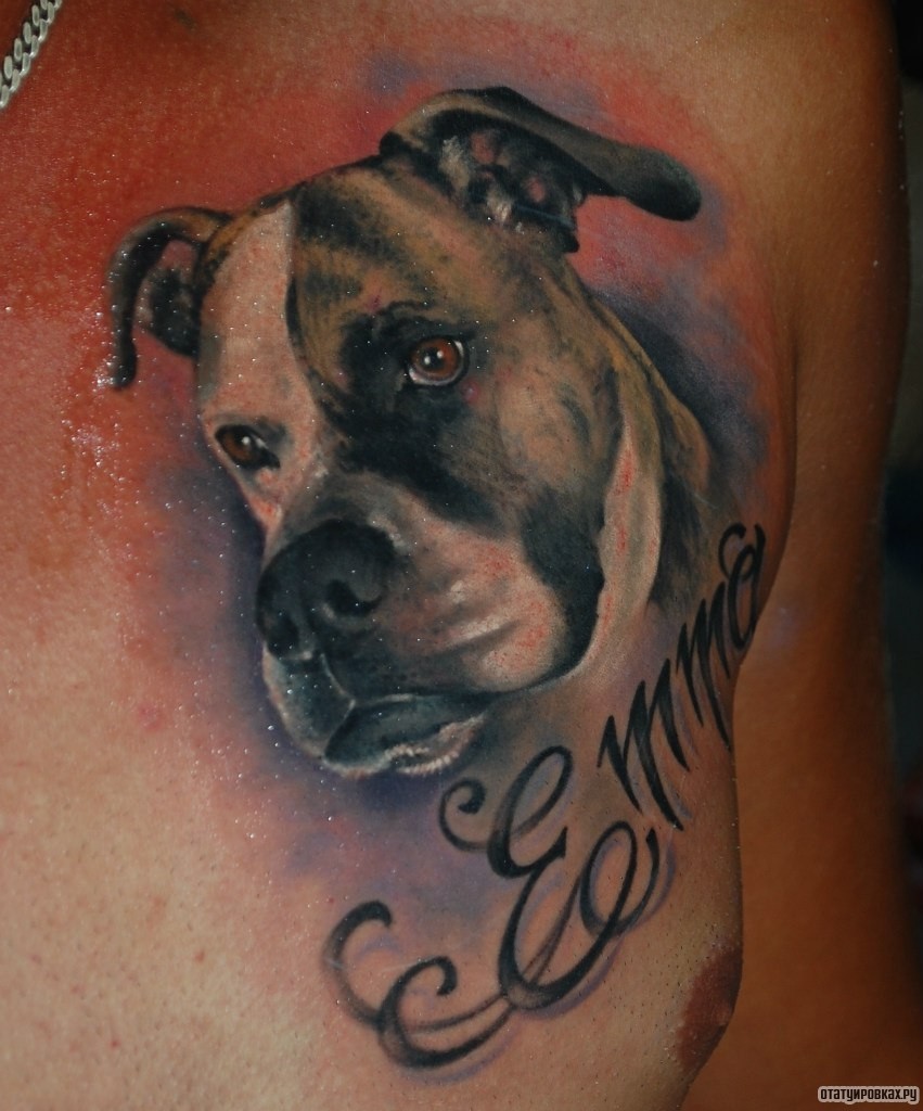Фотография татуировки под названием «Собака питбуль»