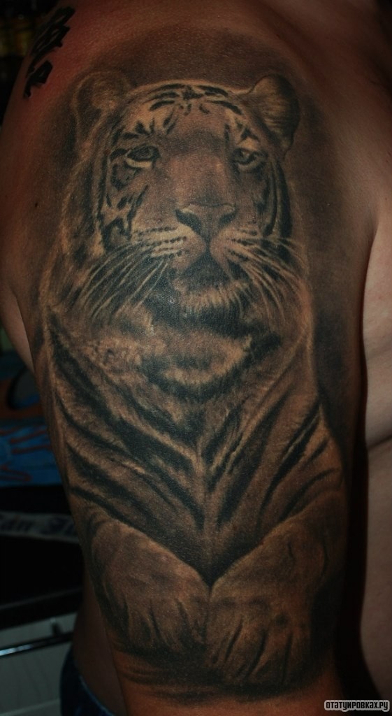 Фотография татуировки под названием «Тигр сидит»