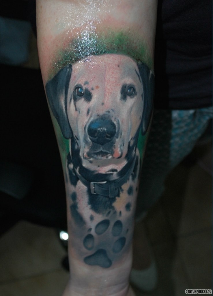 Фотография татуировки под названием «Долматинец собака»