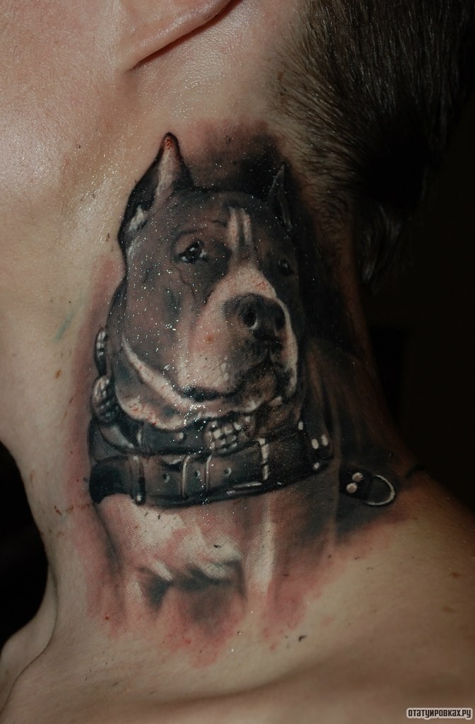 Фотография татуировки под названием «Питбуль в ошейнике»
