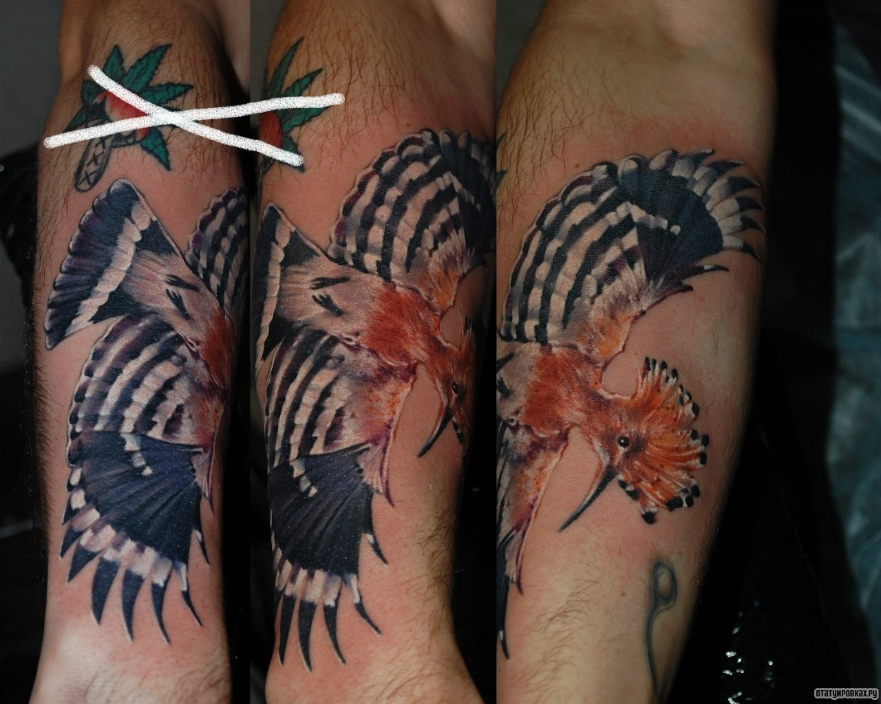 Фотография татуировки под названием «Птица с хохолком на голове»
