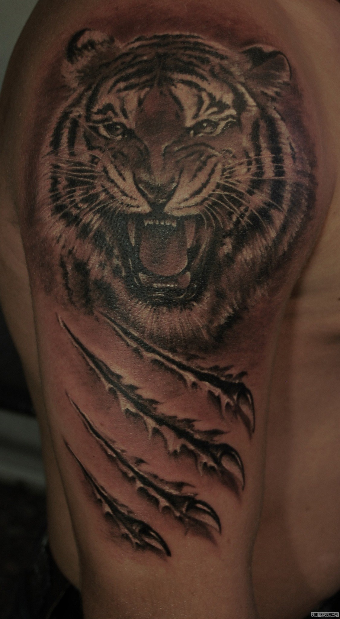 Фотография татуировки под названием «Тигр и царапины»