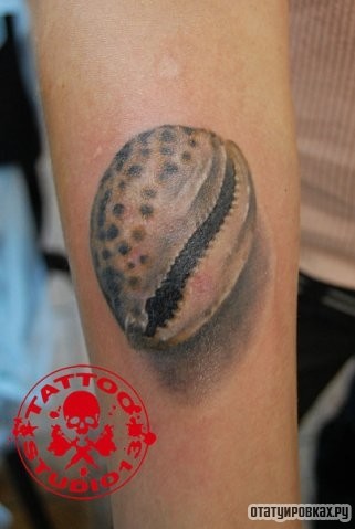 Фотография татуировки под названием «Ракушка»