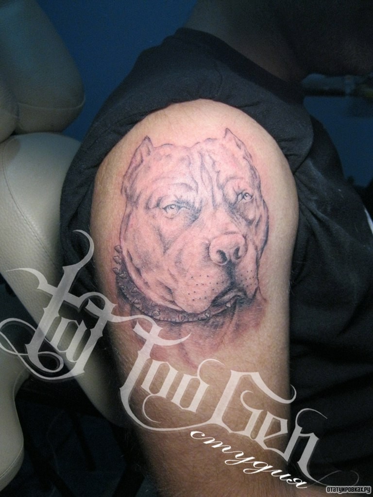 Фотография татуировки под названием «Морда питбуля»