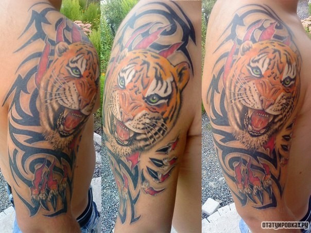 Фотография татуировки под названием «Тигр и трайбл узоры»