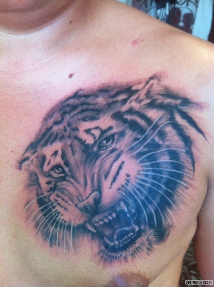 Фотография татуировки под названием «Тигр оскал»
