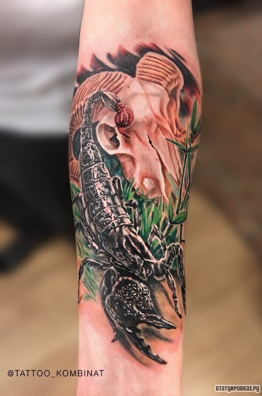 Фотография татуировки под названием «Скорпион и череп рогатого животного»