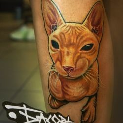 кошка сфинкс  на голени (на ноге)