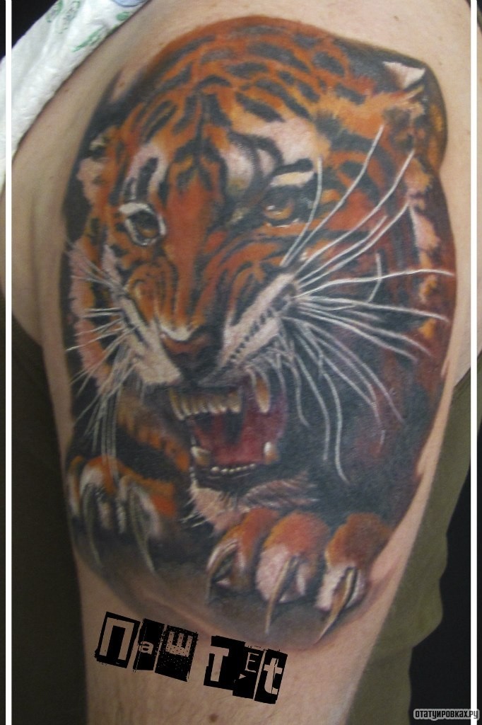 Фотография татуировки под названием «Тигр с коглями»