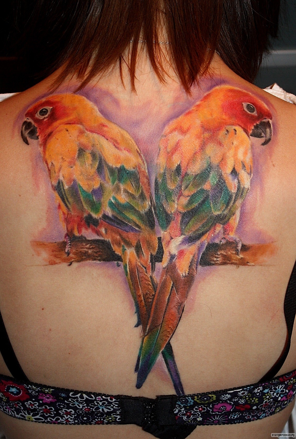 Фотография татуировки под названием «Два попугая»