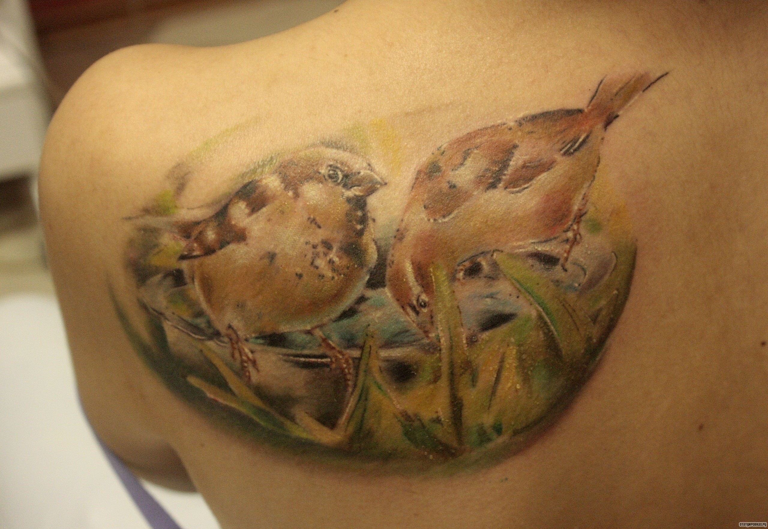 Фотография татуировки под названием «Две птички в траве»