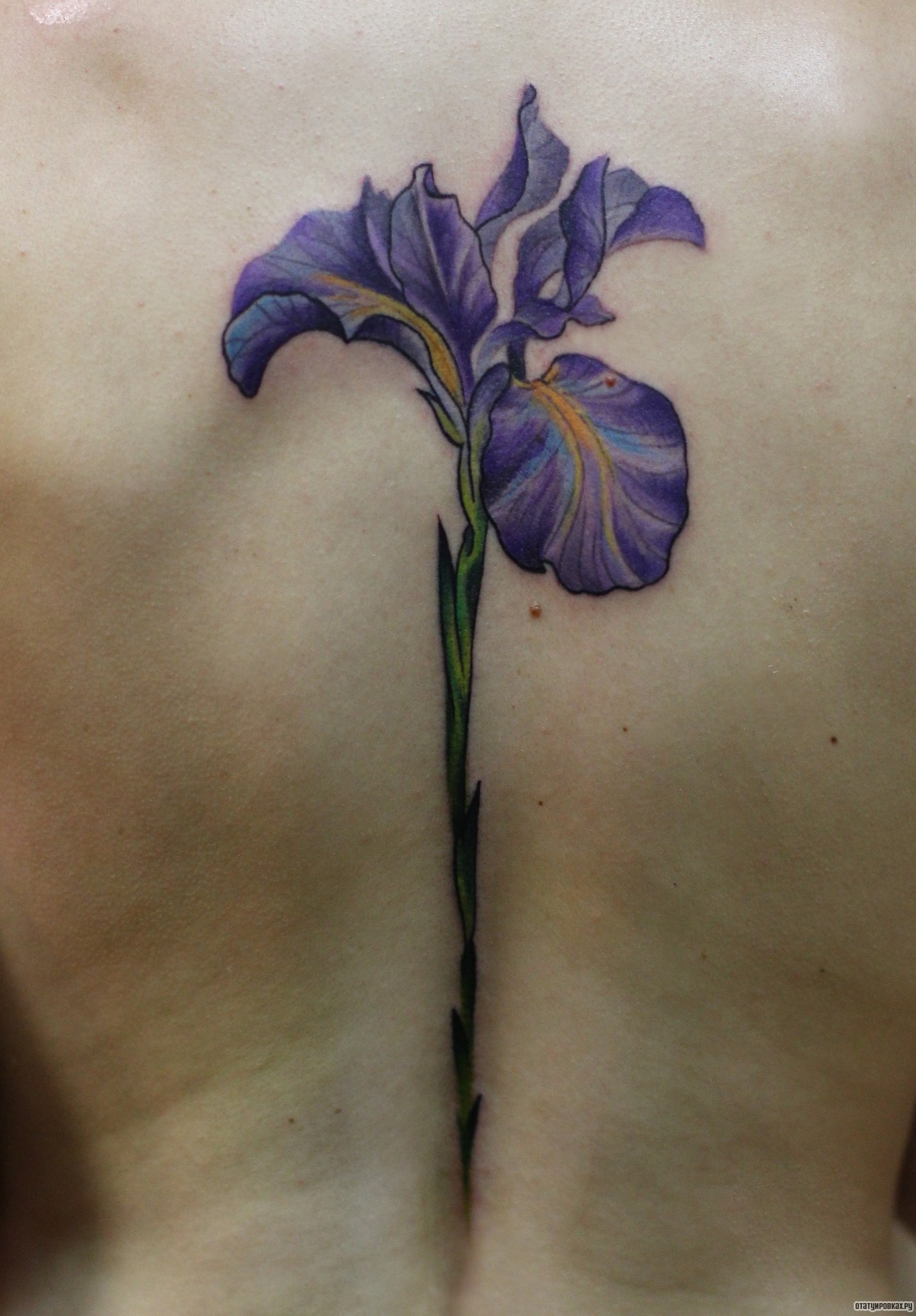 Фотография татуировки под названием «Сиреневый цветок»