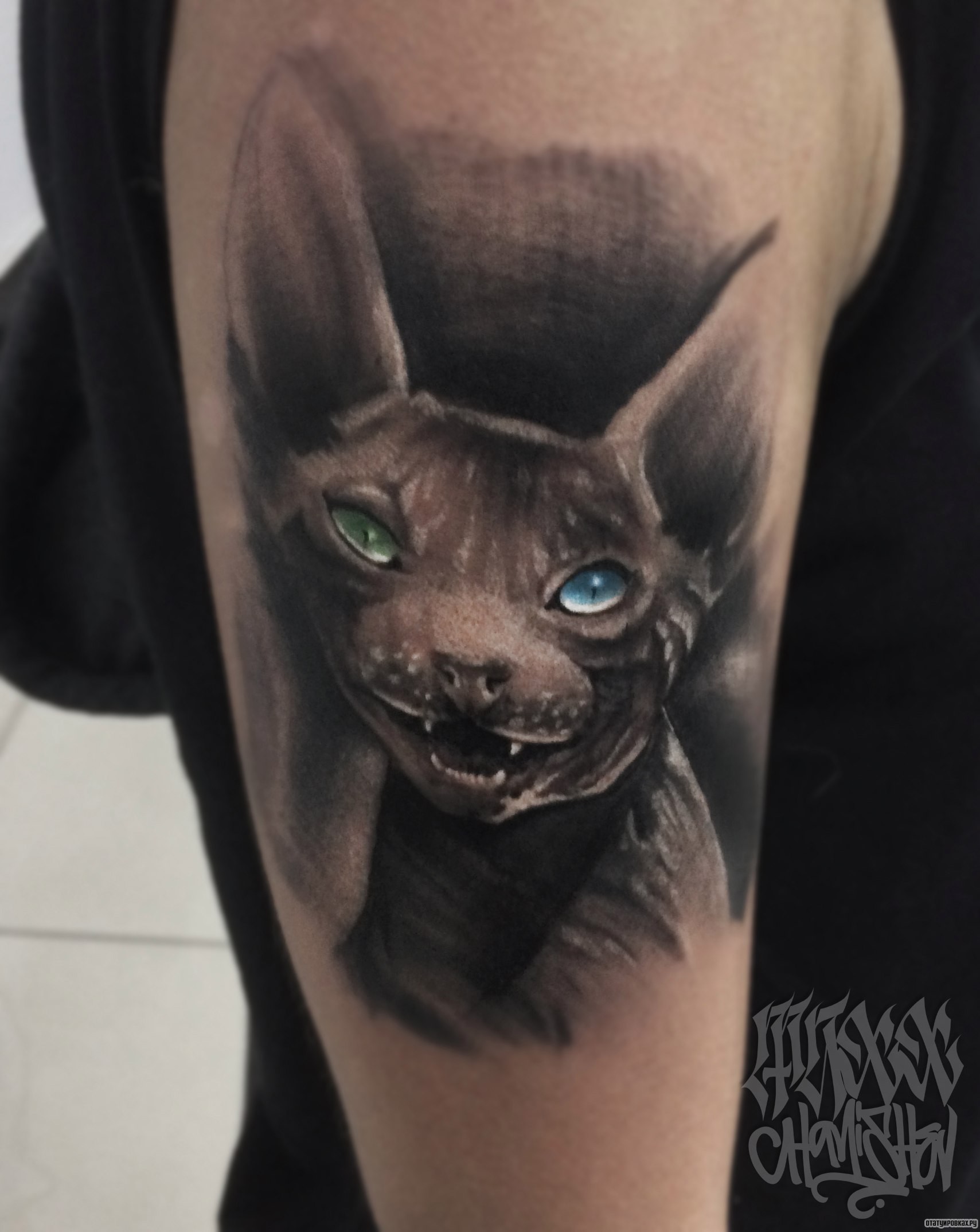 Фотография татуировки под названием «Кот сфинкс»