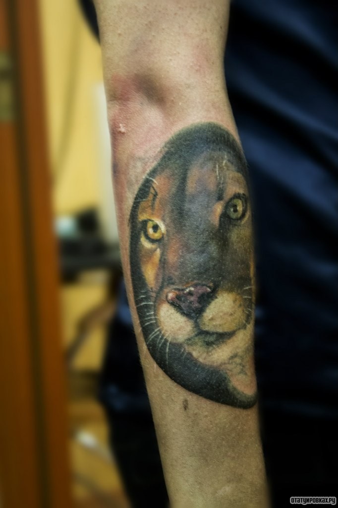Фотография татуировки под названием «Морда львицы»