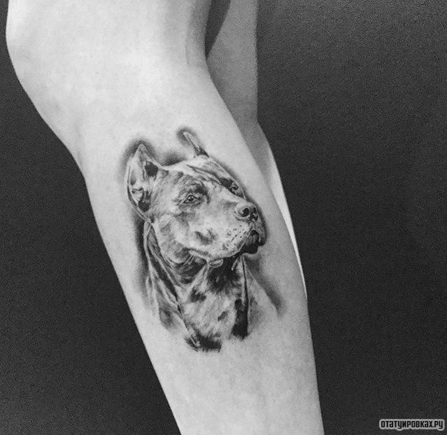 Фотография татуировки под названием «Питбуль собака»