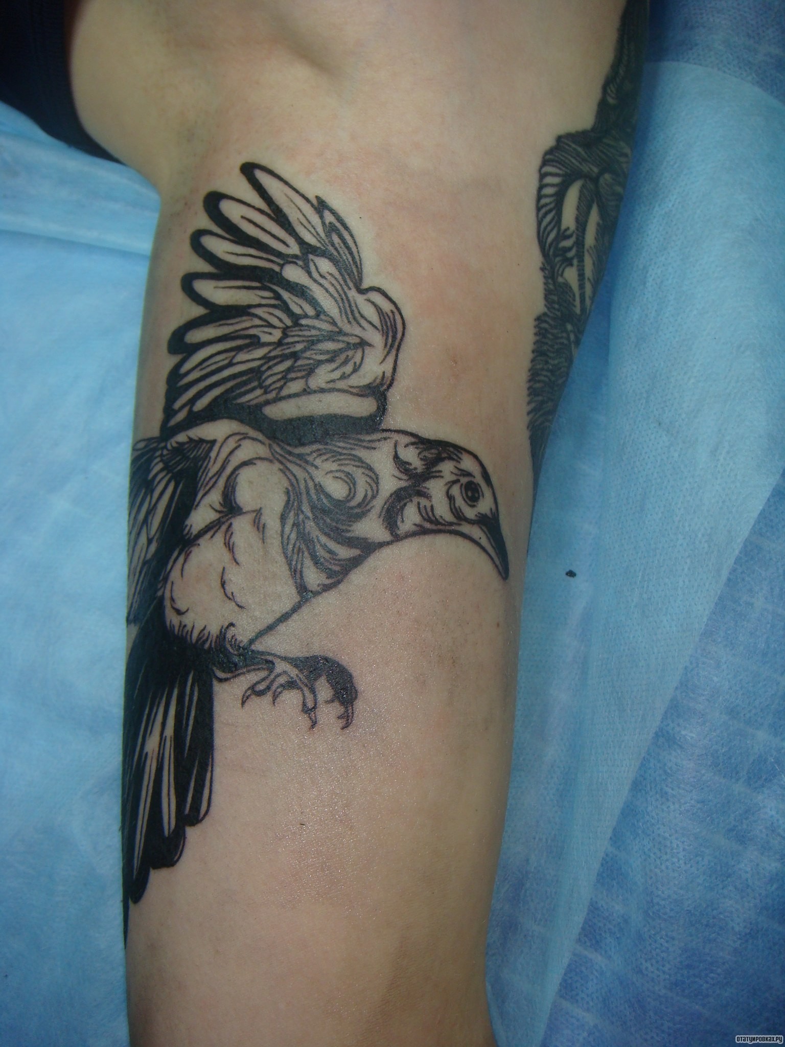 Фотография татуировки под названием «Птица майя»