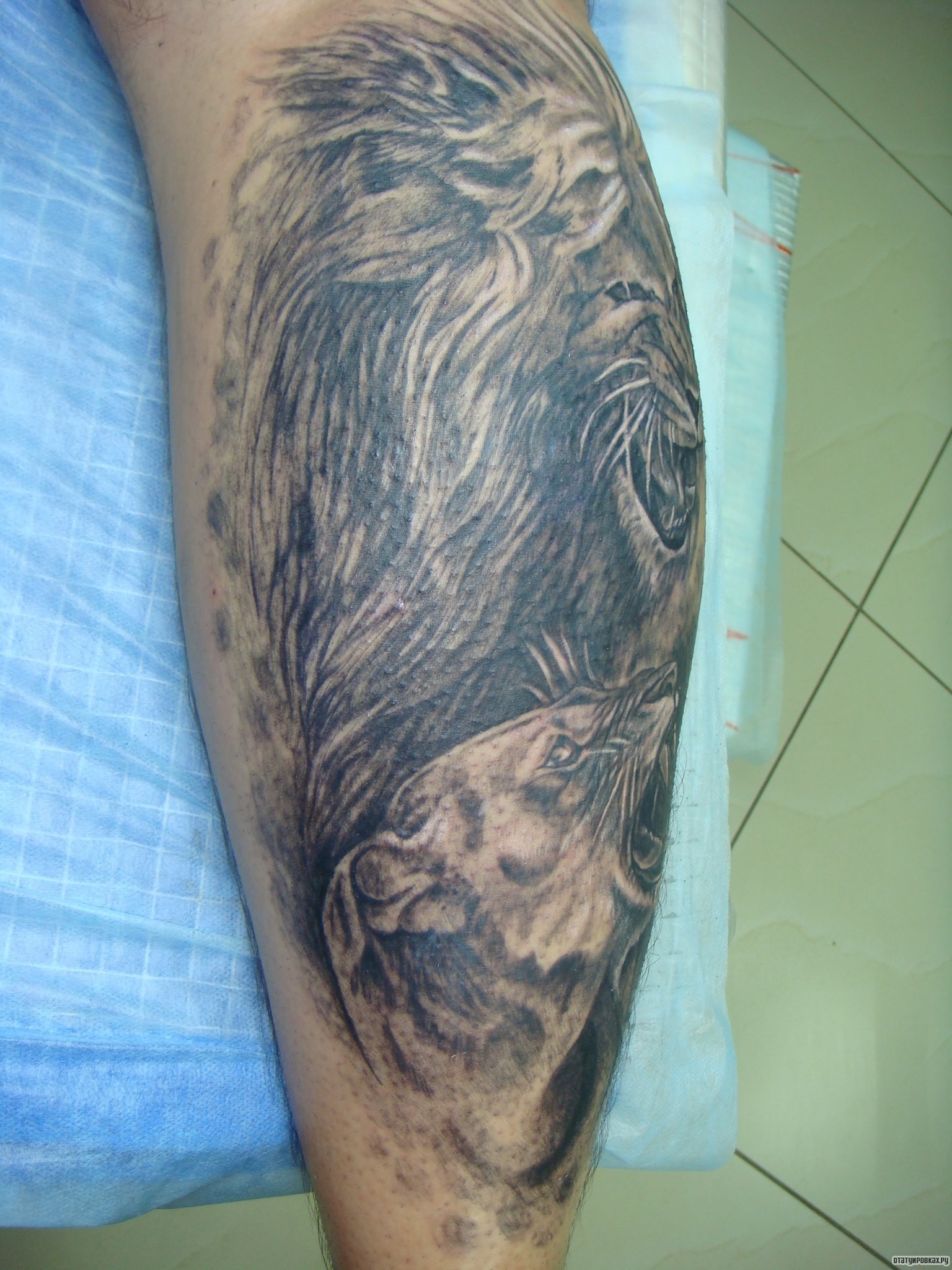 Фотография татуировки под названием «Львица и лев»