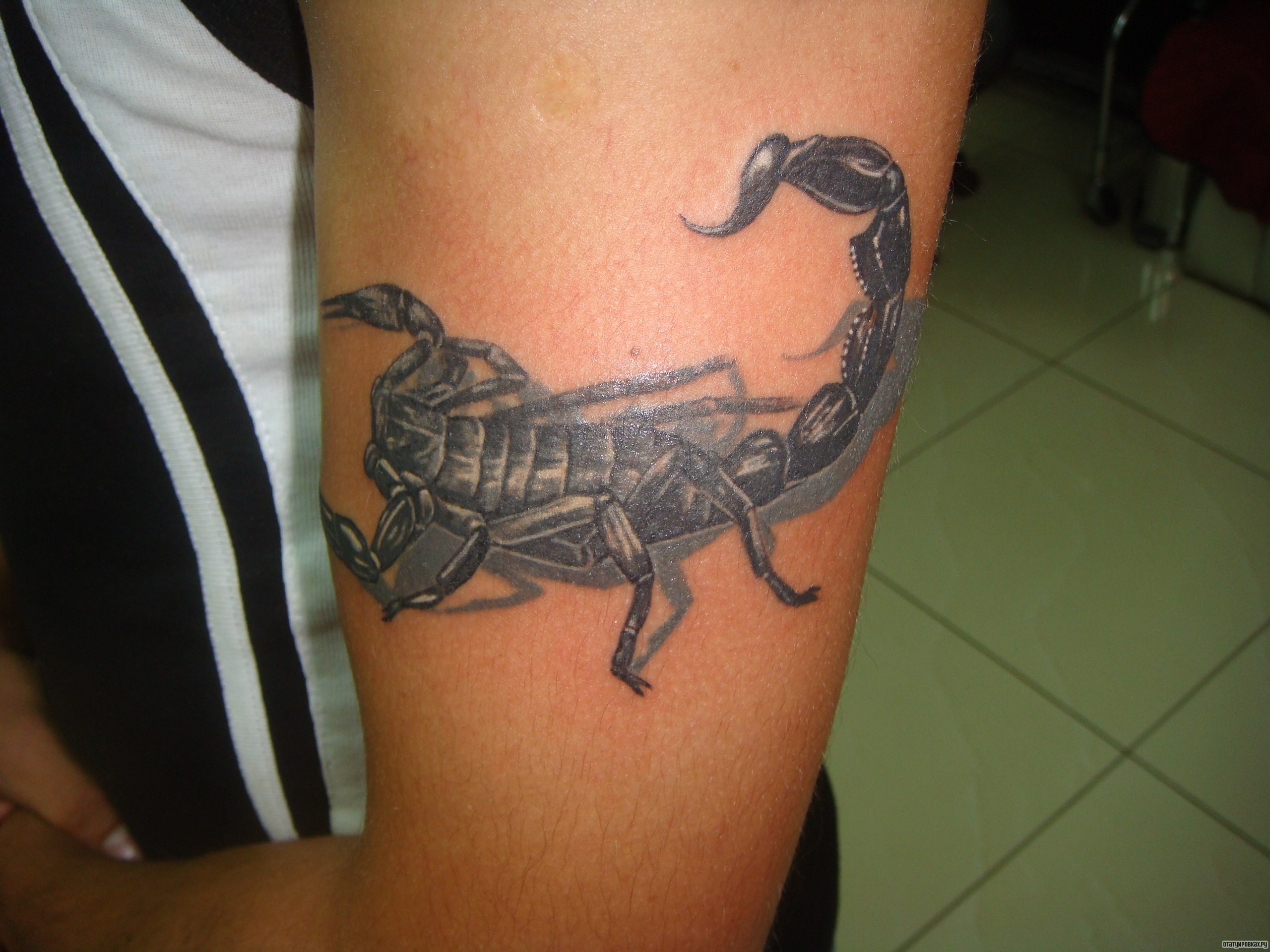 Фотография татуировки под названием «Скорпион»
