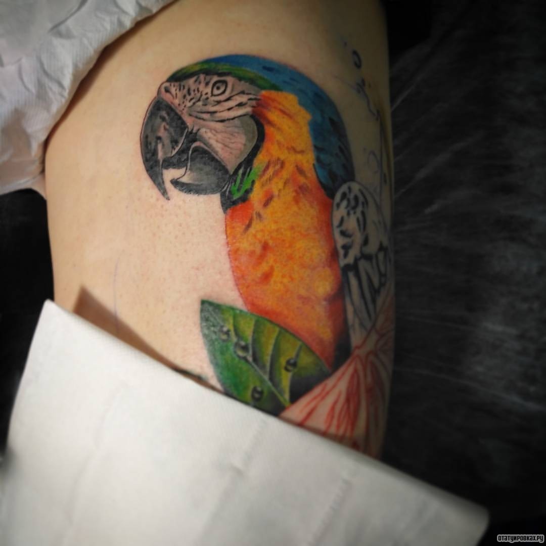 Фотография татуировки под названием «Попугай»