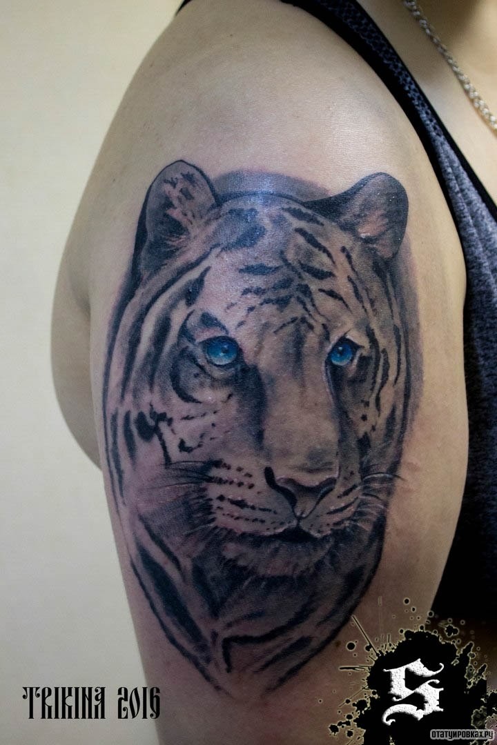 Фотография татуировки под названием «Тигр с голубыми глазами»