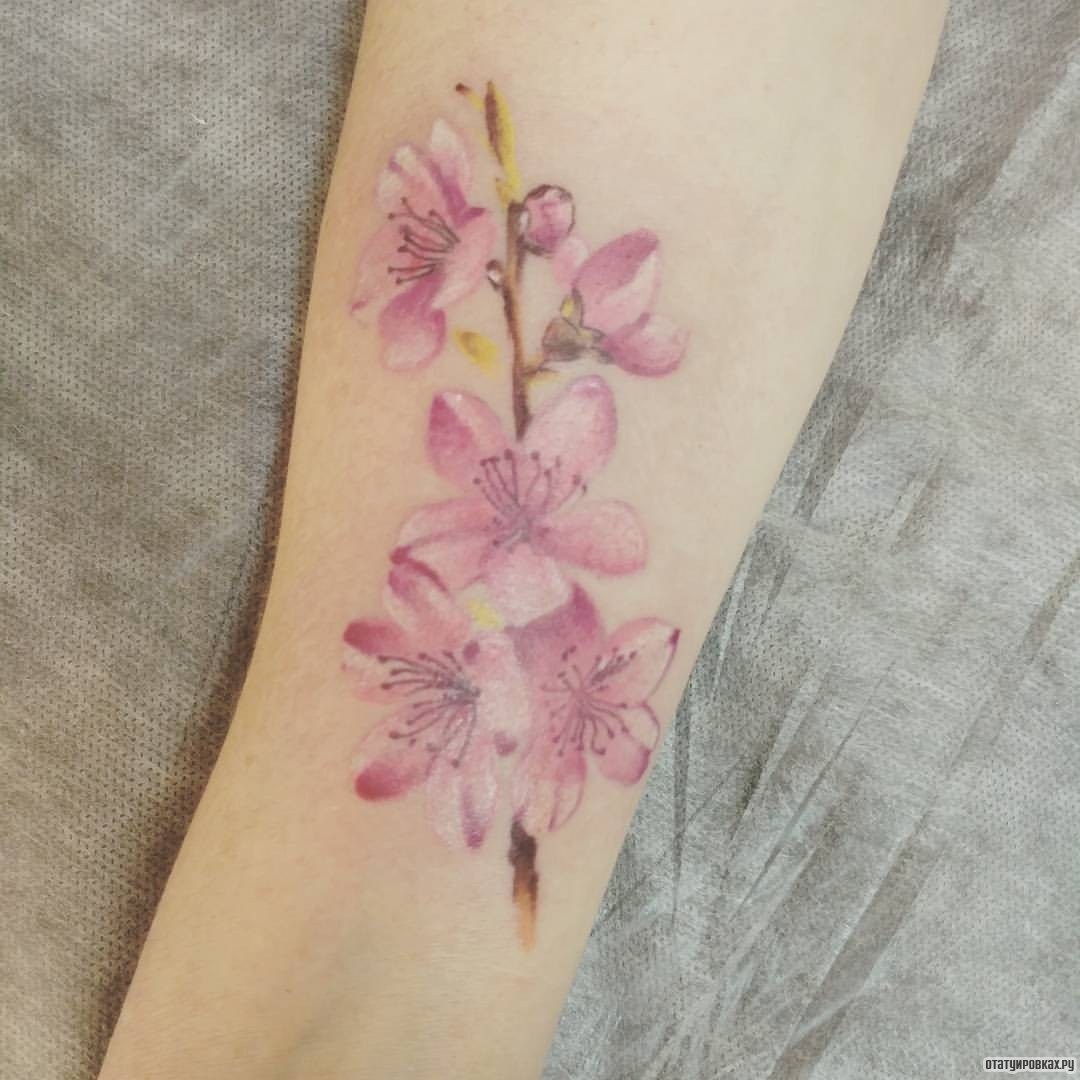 Фотография татуировки под названием «Цветы сакуры нежные»
