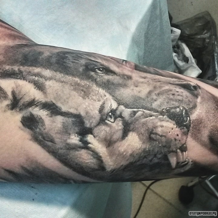 Фотография татуировки под названием «Два волка»