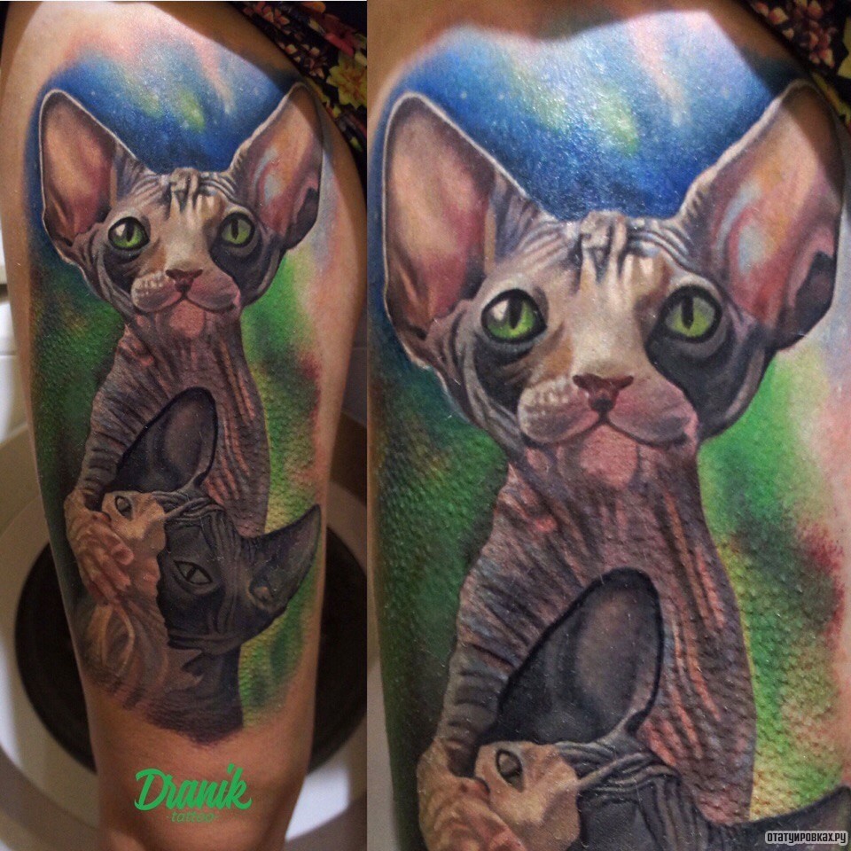 Фотография татуировки под названием «Два кота сфинкса»