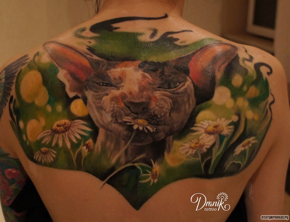 Фотография татуировки под названием «Моржа кота сфинкса на поле с ромашками»