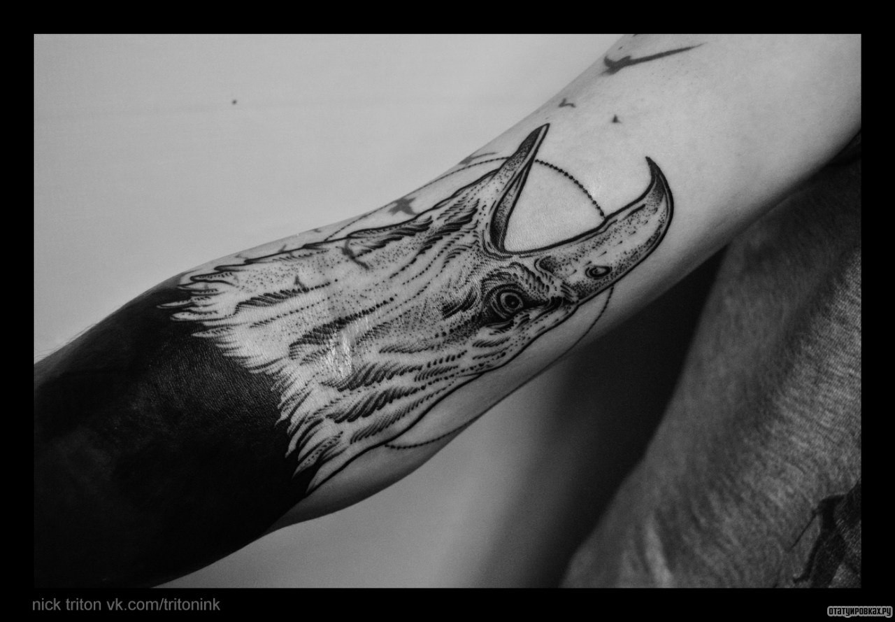 Фотография татуировки под названием «Оскал орла»