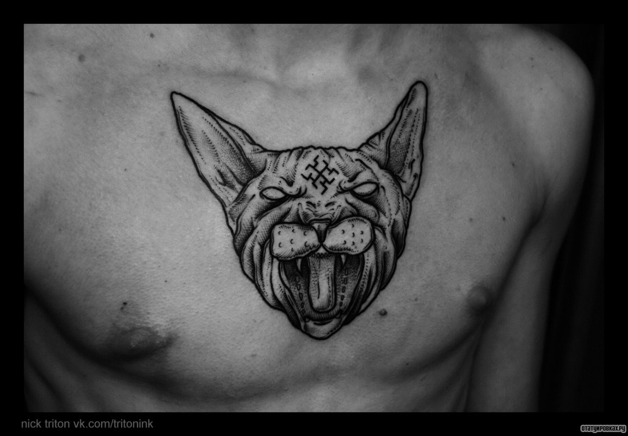 Фотография татуировки под названием «Кот сфинкс, оскал»
