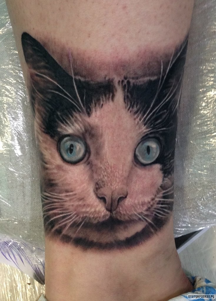 Фотография татуировки под названием «Красивая морда кота 3д»