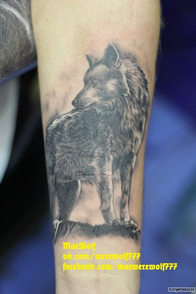 Фотография татуировки под названием «Волк на скале»