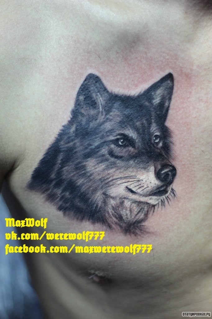 Фотография татуировки под названием «Волк морда»