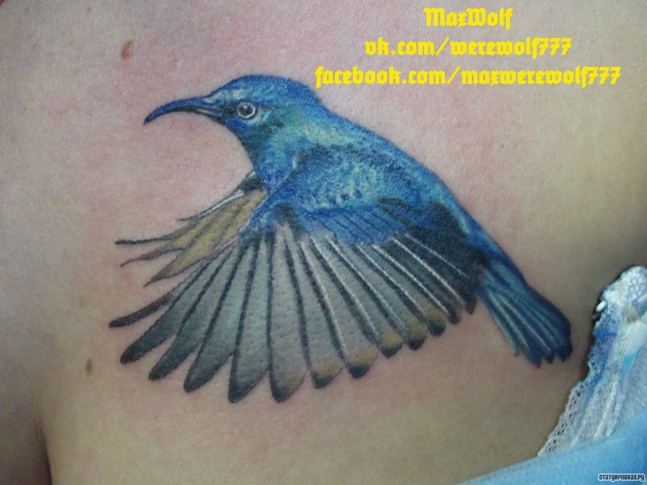 Фотография татуировки под названием «Синяя птица колибри»