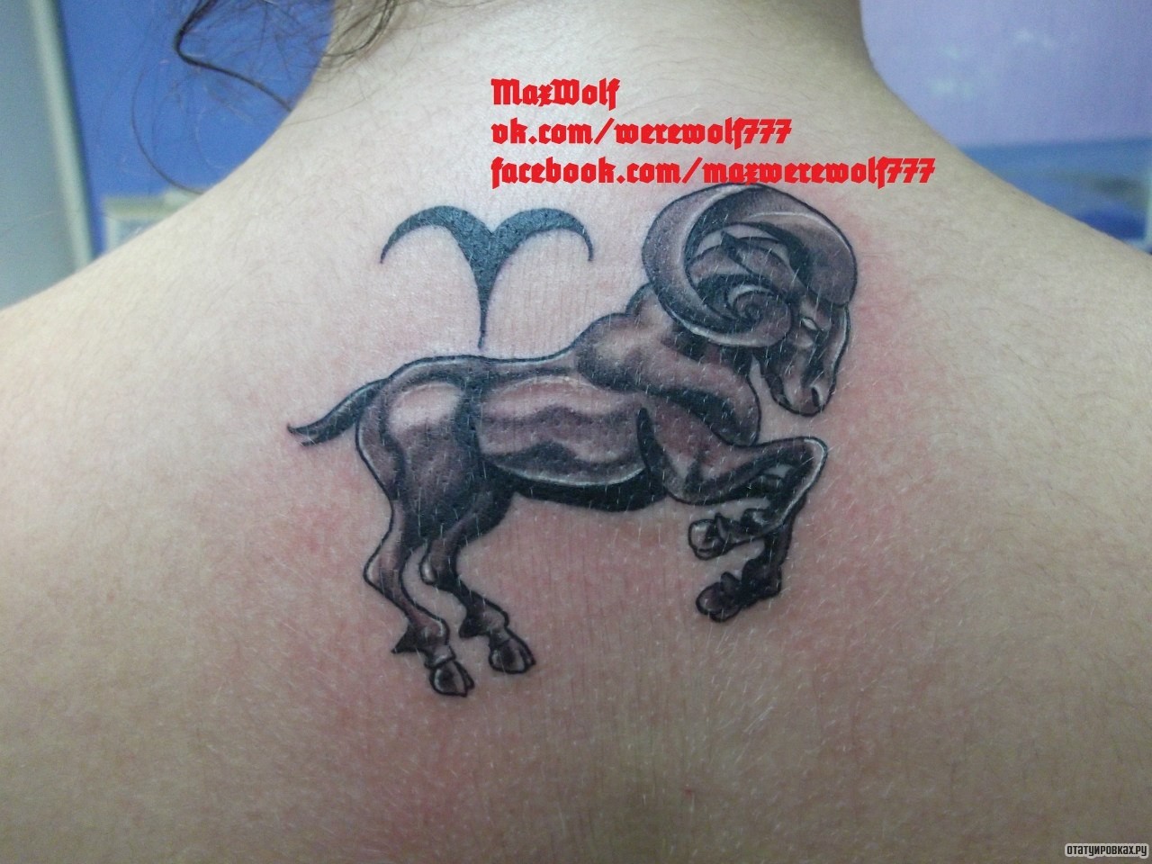 Фотография татуировки под названием «Баран козерог»