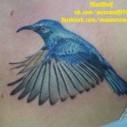 Тату синяя птица колибри